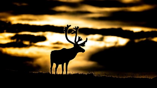 Kiberg, Troms, Norway, A single reindeer stands silhouetted against a dramatic, golden sky