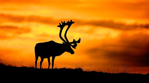 A reindeer (Rangifer tarandus) stands silhouetted in front of a bright orange sunset, atmospheric