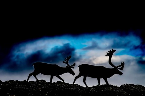 Two reindeer (Rangifer tarandus), silhouetted against a dark, cloudy sky, the picture radiates a