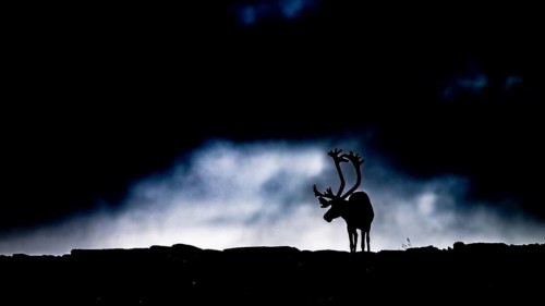 A single reindeer (Rangifer tarandus), silhouetted against a dark, cloudy sky, the picture radiates