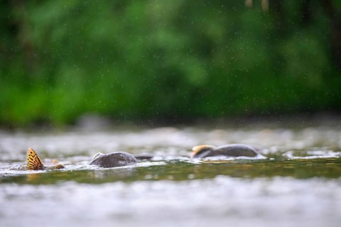 Atlantic salmon (Salmo salar) swimming close on their spawning migration in a northern Norwegian