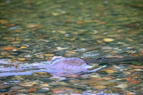 An Atlantic salmon (Salmo salar) swims close to the surface on its spawning migration in a northern