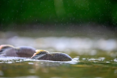 Atlantic salmon (Salmo salar) swimming close to the surface in the rain on their spawning migration