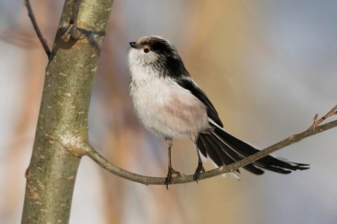 A long-tailed tit (Aegithalos caudatus) stands on a branch with an attentive gaze against a wintry