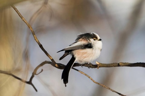 A long-tailed tit (Aegithalos caudatus) sitting on a bare branch in winter, Hesse, Germany