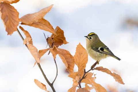 A goldcrest (Regulus regulus) sitting on a branch with dry leaves in winter, Hesse, Germany