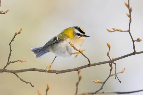 A goldcrest (Regulus regulus) moves on a filigree branch with fresh buds, Hesse, Germany