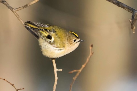 A goldcrest (Regulus regulus) balances elegantly on a thin branch in a quiet forest, Hesse, Germany