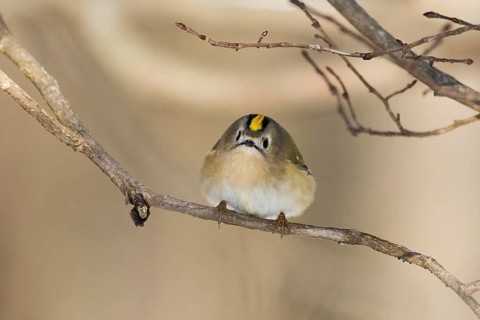 A goldcrest (Regulus regulus) sits curiously on a thin branch in a wintry landscape, Hesse, Germany