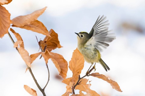 A goldcrest (Regulus regulus) taking off from a branch with dry leaves, Hesse, Germany