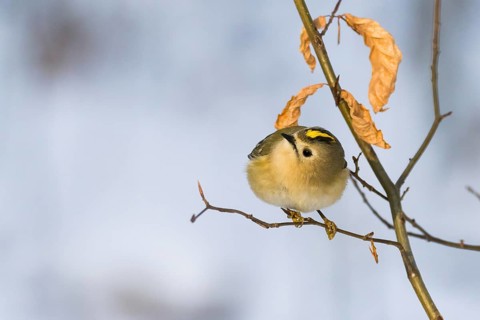 A goldcrest (Regulus regulus) on a thin branch with dry leaves in the background, Hesse, Germany