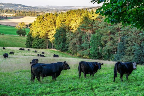 Bulls and Cows on Scottish Borders Farms, Scotland, UK
