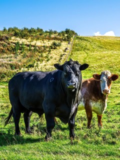 Bulls and Cows on Scottish Borders Farms, Scotland, UK