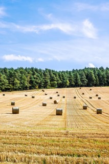 Straw bales in the Scottish fields, Southeast Scotland, UK
