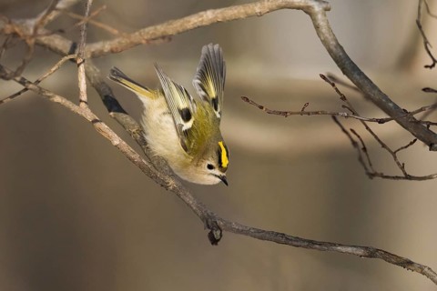 A goldcrest (Regulus regulus) jumping from a branch in a wintry landscape, Hesse, Germany