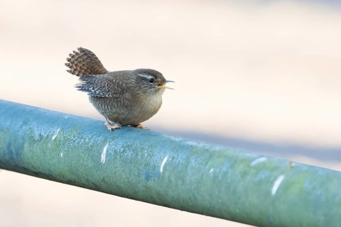 A wren (Troglodytes troglodytes) sits on a railing and sings, Hesse, Germany