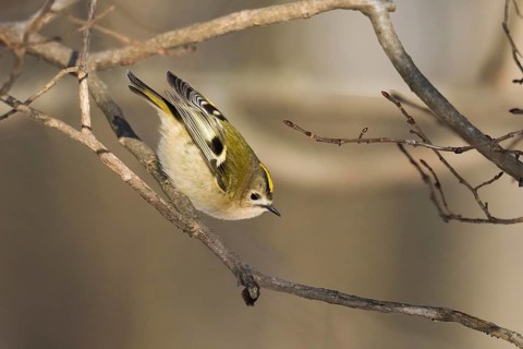 A goldcrest (Regulus regulus) balancing on a branch in a winter woodland, Hesse, Germany