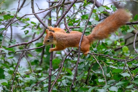 Eurasian squirrel (Sciurus vulgaris), squirrel actively climbing through a network of branches in