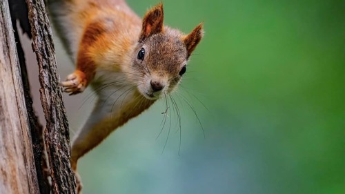 Eurasian squirrel (Sciurus vulgaris), squirrel curiously climbing a tree trunk with blurred green