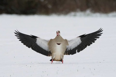Egyptian goose (Alopochen aegyptiacus) landing on snow-covered ground with wings spread wide,