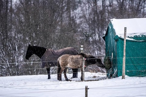 Horses in a paddock, snowy in winter, snowfall, in Elfringhauser Switzerland, near Sprockhövel,