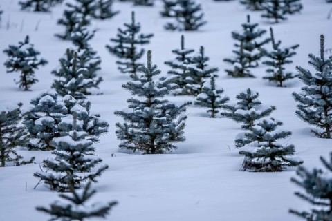 Nursery, Christmas trees, blue firs, still young plants, in a row, in winter, near