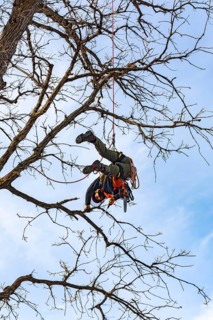 Detroit, Michigan - Members of the Detroit Arborist Collective trim dead branches from a burr oak