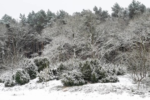 Forest edge with English oaks (Quercus robur) and pines (Pinus sylvestris) in the snow, Emsland,