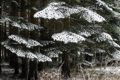 Snow-covered spruce (Picea abies), Emsland, Lower Saxony, German