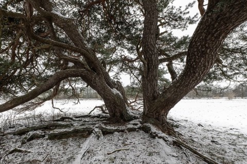 Old Scots pine (Pinus sylvestris), Emsland, Lower Saxony, Germany