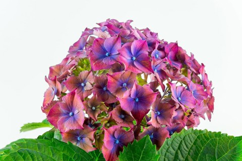 Close-up of pink-purple hydrangea flowers with green leaves against a clear white background,