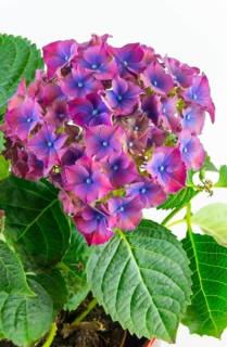 Purple hydrangea flowers with green leaves on a white background, Hydrangea (Hydrangea), Lower