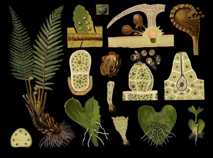 Scientific illustration with details, worm fern, Polystichum filix mas, school picture, authentic