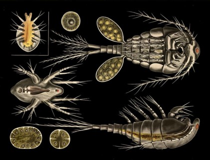 Scientific illustration with details, hopping crab, cyclops and carp louse, argulus, school