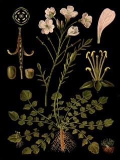 Scientific illustration with details, meadow foam herb, cardamine pratensis, school picture,