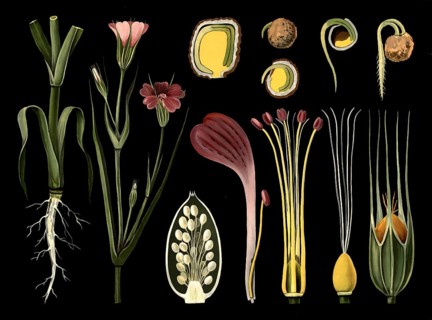Scientific illustration with details, Kornrade, Agrostemma Githago, school painting, authentic