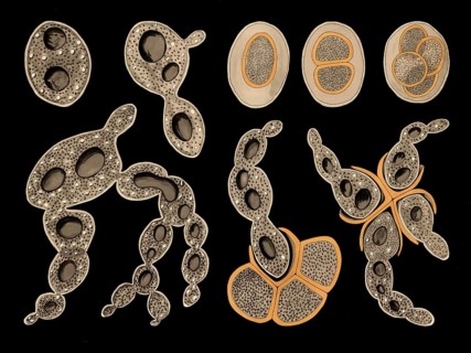 Scientific illustration with details, baker's yeast, also beer yeast, Saccharomyces cerevisiae,