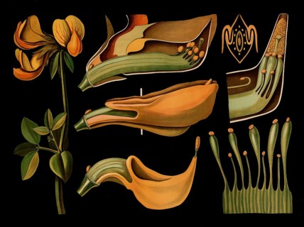 Scientific illustration with details, common horn clover, lotus corniculatus, school picture,