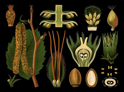 Scientific illustration with details, hazelnut, Corylus avellana, school picture, authentic