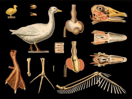 Scientific illustration with details, house goose, Anser cinereus, school picture, authentic