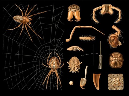 Scientific illustration with details, garden spider, Araneus diadematus, school picture, authentic