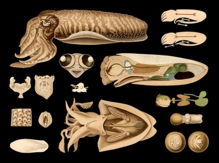 Scientific illustration with details, squid, cuttlefish officinalis, school picture, authentic