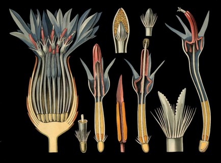 Scientific illustration with details, cornflower, Centaurea cyanus, school picture, authentic