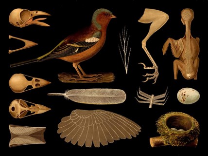 Scientific illustration with details, chaffinch, Fringilla coelebs, school picture, authentic