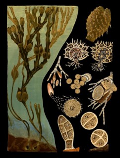 Scientific illustration with details, bubble swab, fucus vesiculosus, school picture, authentic