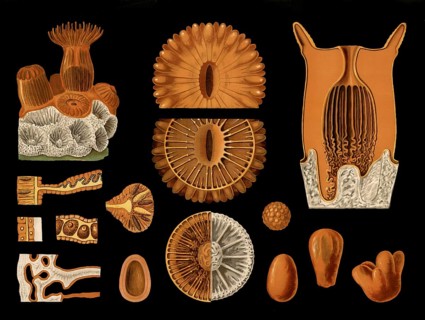 Scientific illustration with details, star coral, Astroides calycularis, school picture, authentic