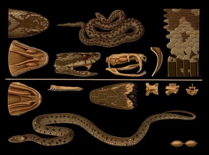 Scientific illustration with details, vipera berus and grass snake, Natrix natrix, school picture,