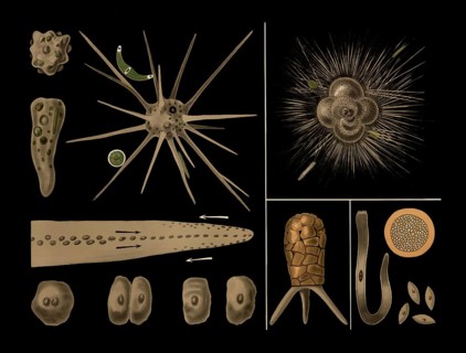 Scientific illustration with details, amoeba, Rotalia, Difflugia and Gregarine, school painting,