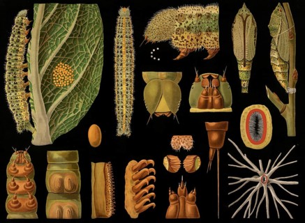 Scientific illustration with details, Großer Kohlweissling, Pieris brassicae, caterpillar stage,