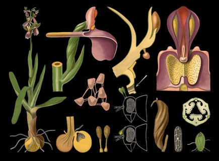 Scientific illustration with details, orchid orchid, Orchis morio, school picture, authentic